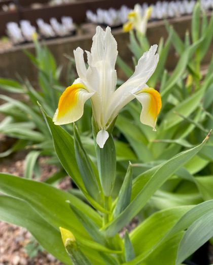 Iris magnifica 'Alba' 